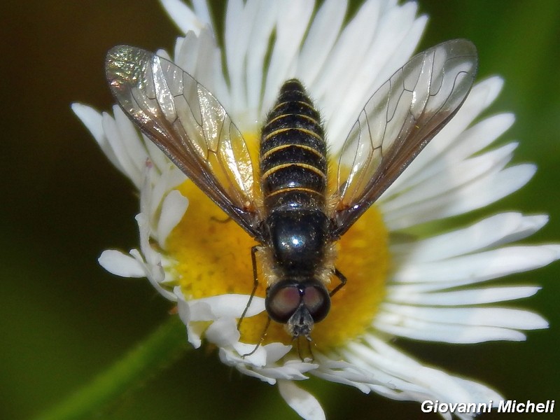 La vita in un fiore (Erigeron annuus)